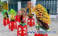 Bonsai dây nhôm xuống chợ Tết， đẹp hút hồn khách mua